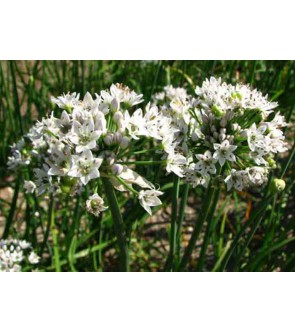 Allium tuberosum