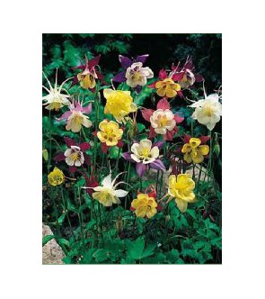 Aquilegia Mckanna Hybrids