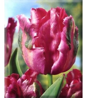 Tulipano Fantasy