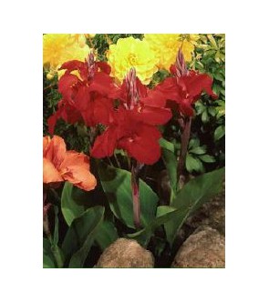 Canna indica Brilliant