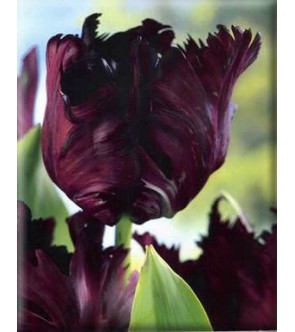 Tulipano pappagallo Black...