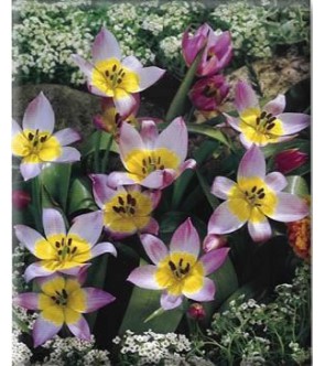 Tulipano selvatico Saxatilis