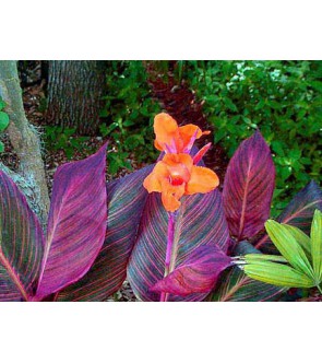 Canna Indica Tropicana
