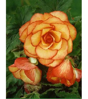 Begonia Picotèè giallo/rosso