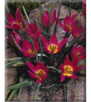 Tulipano selvatico Humilis...