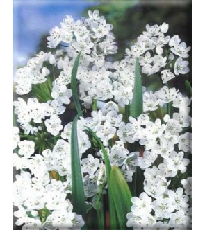 Allium cowanii
