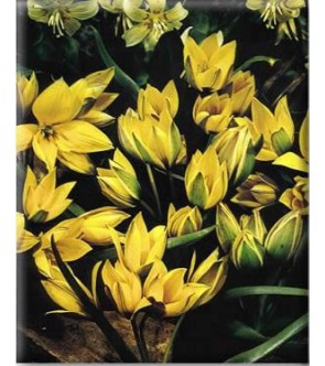 Tulipano selvatico Urumiensis