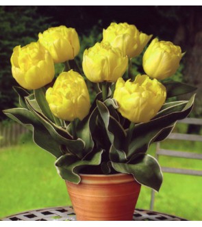 Tulipano doppio Calimero