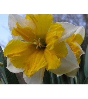 Narciso corona divisa Orangery