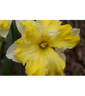 Narciso corona divisa Cassata