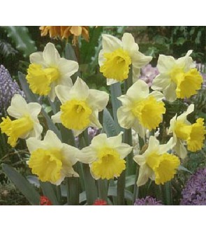 Narciso a tromba Goblet