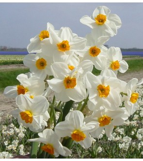 Narciso tazetta Geranium