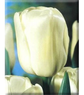 Tulipano stelo lungo Alabaster