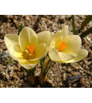 Crocus chrysanthus Cream...