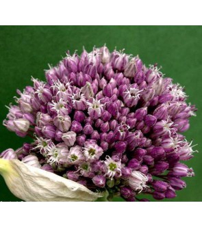 Allium ampeloprasum