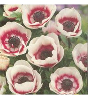 Anemone Coronaria Semplice...