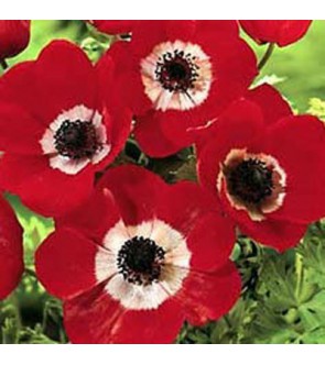 Anemone Coronaria Semplice...