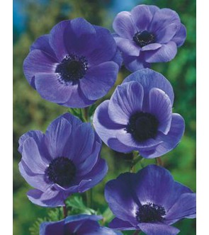 Anemone Coronaria Semplice...