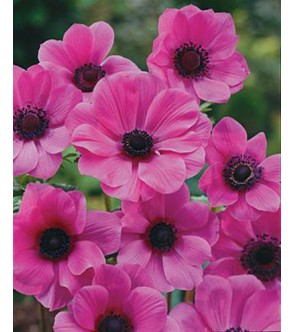 Anemone Coronaria Semplice...