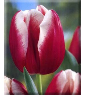 Tulipano stelo lungo Leen...