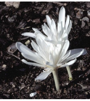 Colchicum Autumnale Alboplenum