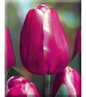 Tulipano stelo lungo Pandion