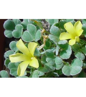 Oxalis purpurea Ken Aslet