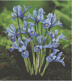 Iris reticulata Alida