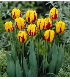 Tulipano Striped Bellona