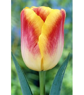 Tulipano stelo lungo Bodyguard