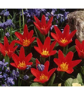 Tulipano botanico Scarlet Baby