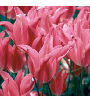 tulipano fior di giglio...