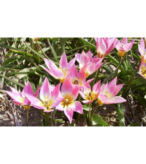 Tulipano selvatico Aucheriana