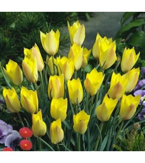 Tulipano selvatico Honky Tonk