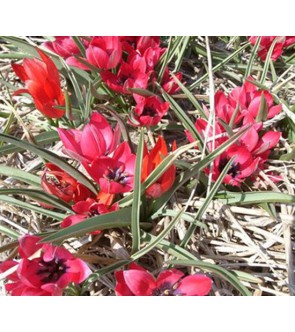 Tulipano selvatico Kurdica