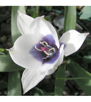 Tulipano pulchella Albo...