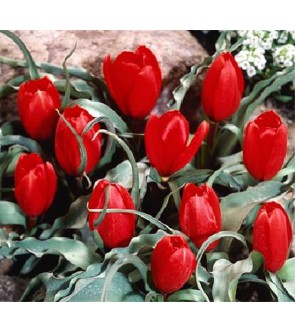 Tulipano selvatico Wilsoniana