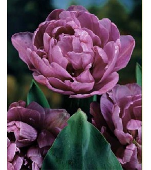 Tulipano doppio Lilac...