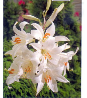 Lilium Candidum (Giglio di...