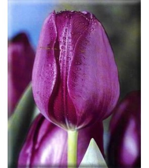 Tulipano stelo lungo Demeter