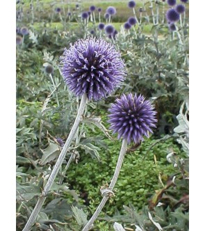 Echinops ritro Veitch' s Blue