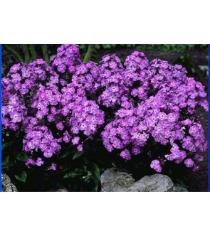 Phlox paniculata Blue Boy