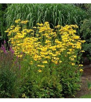 Rudbeckia Nitida Herbstsonne