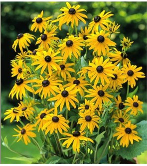 Rudbeckia fulgida Goldsturm