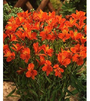 Alstroemeria aurea Orange King