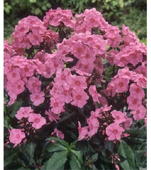 Phlox paniculata Cinderella