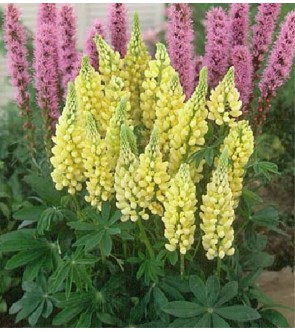 Lupinus ( lupino ) Chandelier