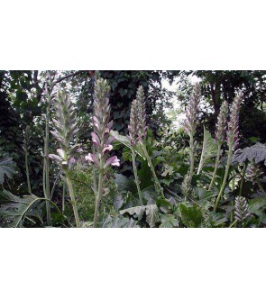 Acanthus Mollis