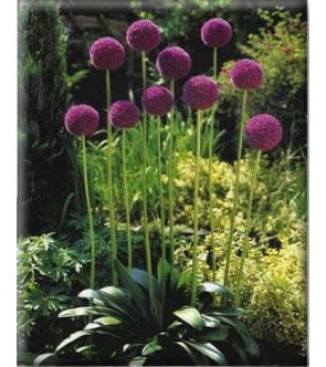 Allium giganteum