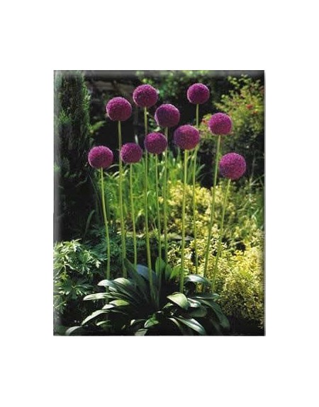 6 Bulbi Di Allium Giganteum – Aglio Ornamentale Da Giardino O Vaso, Perfetto Per Aiuole, Balconi E Giardini Rocciosi